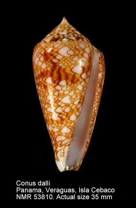 Conus dalli.jpg - Conus dalliStearns,1873